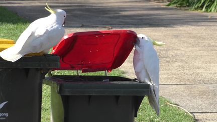 Des cacatoès à huppe jaune ouvrent les poubelles à Sydney (Australie). (BARBARA KLUMP / MAX PLANCK INSTITUTE OF ANIMAL B via AFP)