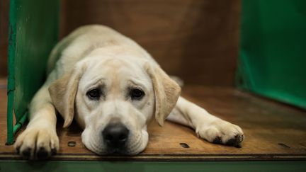 Combien coûte un animal de compagnie à son propriétaire ?