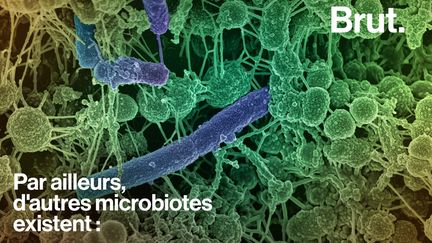 Les microbes nous effraient mais ils sont plus nombreux que nos propres cellules et sont nécessaires au bon fonctionnement de notre organisme. (BRUT)