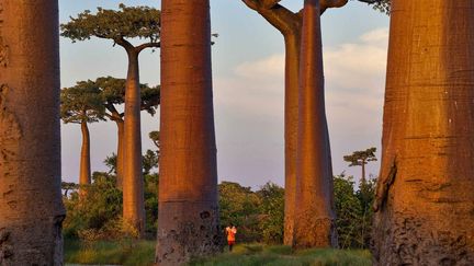 A Madagascar, les "arbres bouteilles" sont précieux en période de sécheresse. (Géo  Pascal Maitre)