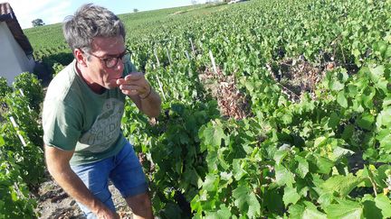 Jean-Marc Burgaud, dans ses vignes de Morgon (Rhône), goûte les raisins. tout est prêt pour les vendanges.&nbsp; (GUILLAUME  GAVEN / FRANCE-INFO)