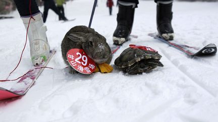 Un lapin s'est fait battre par une tortue lors d'une course en ski, le 12 janvier 2014, dans l'est de la Chine. (AFP)