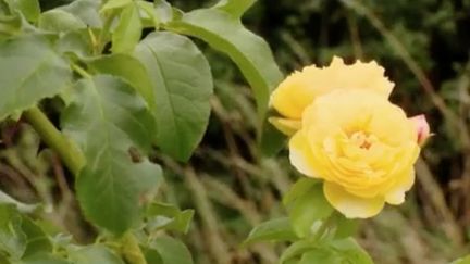 Fleurs : la rose de l’année est française