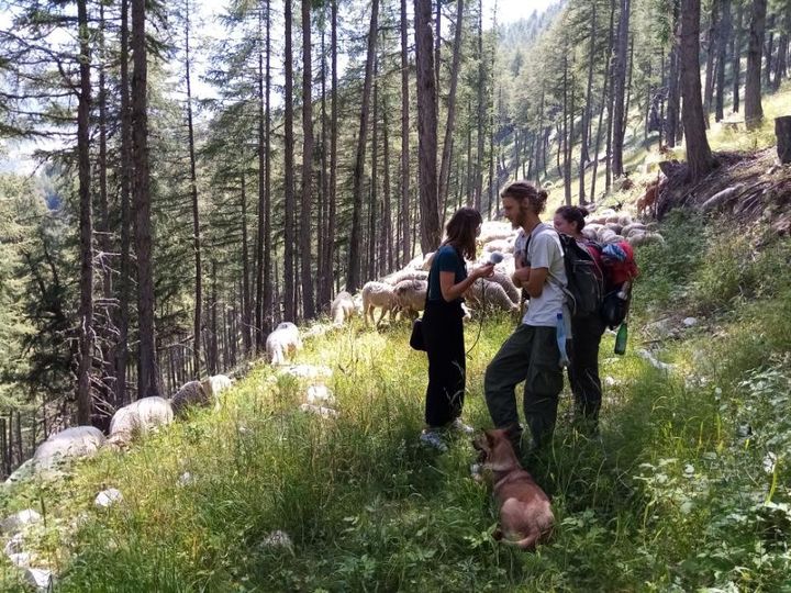 Le&nbsp;troupeau de brebis de Marianne et Paul,&nbsp;sur les hauteurs de&nbsp;Prads dans les Alpes-de-Haute-Provence, mardi 28 juillet. (MATHILDE VINCENEUX / RADIO FRANCE)