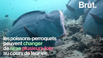 Les poissons-perroquets constituent une famille de poissons tropicaux qui possèdent de nombreuses similarités avec l’oiseau.