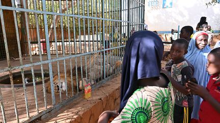 Pour échapper quelques instants aux pots d'échappement qu'ils respirent quand ils mendient, les enfants-talibés sont nombreux à venir pour regarder les animaux ou s'amuser sur les toboggans et les balançoires. "J'ai quitté le quartier Yantala (quartier populaire du nord-ouest de Niamey) pour venir voir les singes, les lions, les crocodiles. J'ai tout vu", se réjouit un gamin.&nbsp; (ISSOUF SANOGO / AFP)