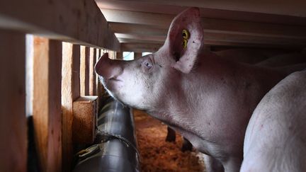 Un cochon dans un avion en Bretagne, en direction de la Chine, le 10 mars 2020. (FRED TANNEAU / AFP)