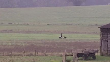 Un homme prom&egrave;ne ses chiens dans la r&eacute;gion de Haguenau (Bas-Rhin) en octobre 2015. (FRANCE 2)