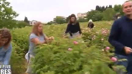 Au plus près de la rose de mai de Grasse