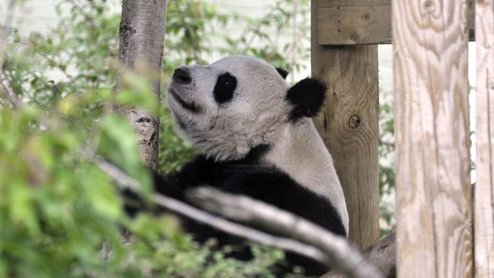 Tian Tian, l'une des deux pandas g&eacute;ants du zoo d'Edimbourg, le 9 ao&ucirc;t 2013. (ANDY BUCHANAN / AFP)