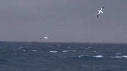 Albatros : les sentinelles de l'océan