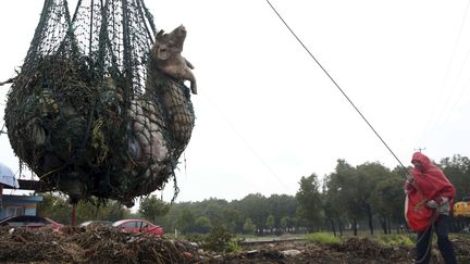 Le nombre de cadavres de porcs rep&ecirc;ch&eacute;s dans le principal fleuve de Shanghai (Chine) a d&eacute;pass&eacute; les 13 000, selon les autorit&eacute;s locales, le 18 mars 2013. (AP / SIPA)