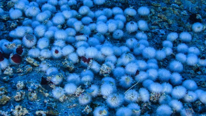 Des oursins blancs et des algues calcifiées sont photographiés sur le récif corallien de l'Amazone, au large du Brésil, le 31 janvier 2017. (GREENPEACE BRAZIL)