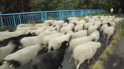 Chaque année, des troupeaux passent l'été à Fontainebleau, où ils entretiennent les lieux tout en préservant la biodiversité. Moutons et brebis ont quitté les lieux dimanche 19 septembre, pour prendre leurs quartiers d'hiver.&nbsp;
 (CAPTURE ECRAN FRANCE 3)