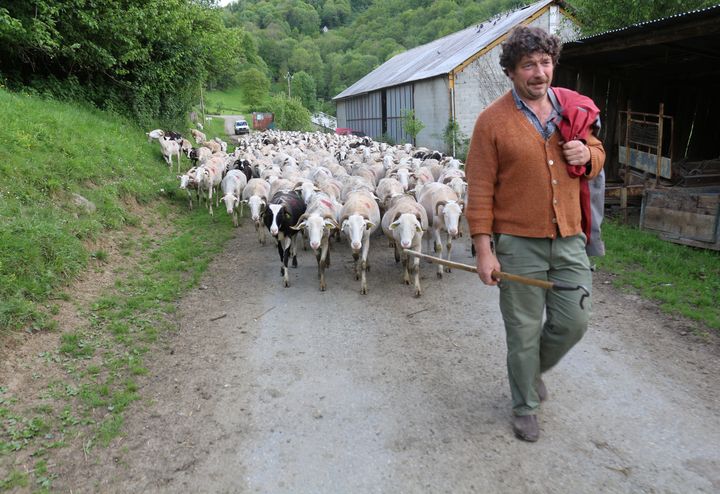 L'&eacute;leveur Jean-Claude Ferr&eacute; conduit son troupeau, le 14 mai 2014 &agrave; Sor (Ari&egrave;ge). (BENOIT ZAGDOUN / FRANCETV INFO)