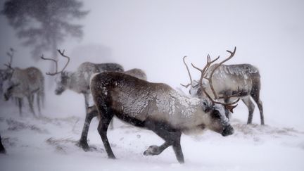 &nbsp; (JEFF J MITCHELL / GETTY IMAGES EUROPE)