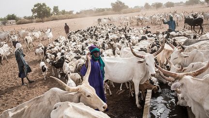 Devant des centaines de bovins aux cornes en forme de lyre, un éleveur se rappelle une époque où le fourrage était plus riche et le lait comme la viande meilleurs. Il a marché 250 km pour atteindre le ranch. "Dolly est un point de refuge pour nous", dit-il. Mais quand on lui demande ce que peuvent faire les éleveurs, il répond que prier est le seul recours.&nbsp; &nbsp; &nbsp; (JOHN WESSELS / AFP)