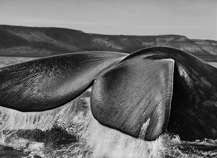 Les baleines franches australes ("eubalaena australis") attir&eacute;es par la p&eacute;ninsule Vald&eacute;s et l&rsquo;abri de ses deux golfes, le golfe San Jos&eacute; et le golfe Nuevo, nagent souvent la nageoire caudale dress&eacute;e hors de l&rsquo;eau. P&eacute;ninsule Vald&eacute;s, Argentine, 2004. (© SEBASTIÃO SALGADO / AMAZONAS)