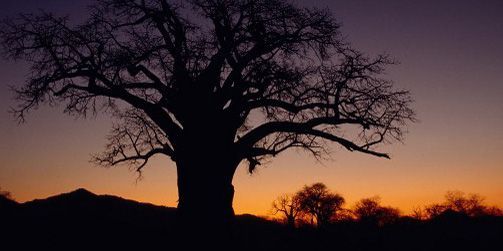 Baobab au coucher du soleil dans le Mana Pools National Park, site inscrit au Patrimoine mondial de l'Unesco, dans le nord du Zimbabwe, pays «beau mais triste» (14-7-2006)...  (AFP - Hemis.fr - Christophe Lepetit)