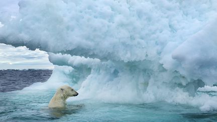 Un ours polaire nage dans la baie d'Hudson (Canada), le 12 janvier 2016.&nbsp; (PAUL SOUDERS / BIOSPHOTO / AFP)