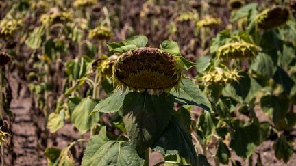 Des tournesols affectés par la sécheresse, le 9 août 2022, à Mirepoix-sur-Tarn (Haute-Garonne). (FREDERIC SCHEIBER / HANS LUCAS / AFP)