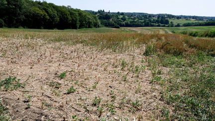 Un champ frappé par la sécheresse à L'Etoile (Jura), le 22 juillet 2019. (MAXPPP)