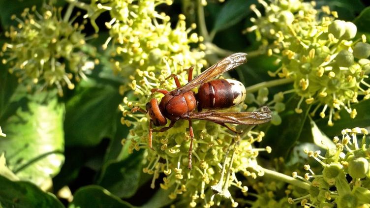 Un&nbsp;frelon oriental, comme ceux découverts à Marseille (Bouches-du-Rhône) en octobre 2021. (Ecotonia)