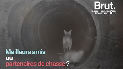 Voilà ce qui se cache derrière des images d'un coyote et d'un blaireau devenues virales.