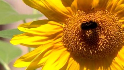 Les Tournesols des élèves du lycée de Corte exposés au FRAC Corse
 (France3/Culturebox)