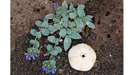 &nbsp; (La plante-huître ou Mertensia maritima © Fotolia)