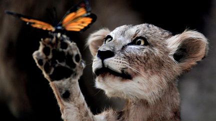 Un lionceau empaill&eacute; est expos&eacute; au National Zoological Museum&nbsp;de P&eacute;kin (Chine), le 15 avril 2012. (LINTAO ZHANG / GETTY IMAGES)