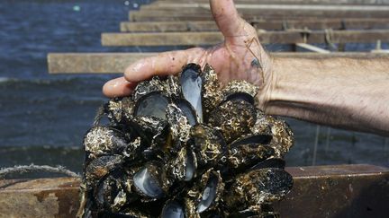 Moules : une mortalité inquiétante