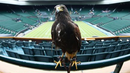 Rufus, une buse de Harris qui veille sur Wimbledon et chasse les &eacute;ventuels pigeons, Londres (Royaume-Uni), le 24 juin 29013. (EDDIE KEOGH / REUTERS)