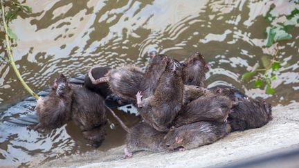 Des rats tentent de fuir la crue de la Seine, le 2 juin 2016, à Paris.&nbsp; (MAXPPP)