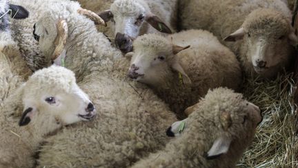 A flock of sheep in Talloires-Montmin (Haute-Savoie), February 13, 2024. (GREGORY YETCHMENIZA / MAXPPP)