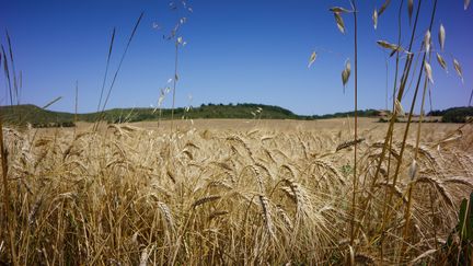 Un champ de blé photographié le 12 juillet 2021, avant la moisson, à Cazalrenoux (Aude). (JUSTINE BONNERY / AFP)