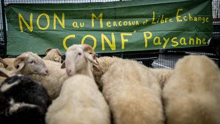 Des moutons sont rassemblés devant une affiche s'opposant au Mercosur et au libre-échange, le 20 novembre 2024, à Lescar (Pyrénées-Atlantiques). (QUENTIN TOP / HANS LUCAS / AFP)