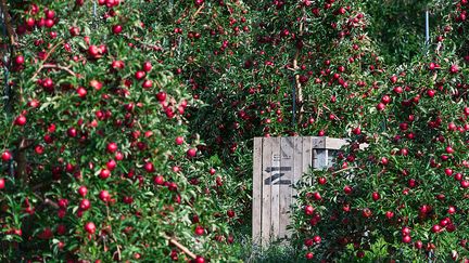 Les actions des oligoéléments sur la croissance et la floraison des plantes et des arbres. (JOHN GREIM / LIGHTROCKET / GETTY IMAGES)