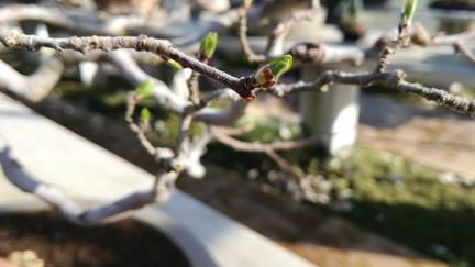 Les bourgeons commencent déjà à pointer le bout de leur nez, le 25 février 2019, dans le parc de la Vallée-aux-Loups, à Châtenay-Malabry (Hauts-de-Seine). (RADIO FRANCE / MARIE-JEANNE DELEPAUL)