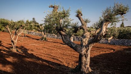 La&nbsp;Xylella fastidiosa a touché deux oliviers dans les Alpes-Maritimes, a indiqué vendredi 6 septembre le ministère de l'Agriculture. (AURELIEN MORISSARD / MAXPPP)