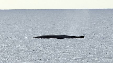 Photo d'illustration : une baleine bleue a été aperçue dans la mer Rouge, a annoncé le 31 mai 2018 le ministère égyptien de l'Environnement. (ERIC FEFERBERG / AFP)