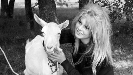 Brigitte Bardot caresse une chèvre, le 3 février 1975 sur Antenne 2, dans une émission dédiée aux animaux
 (AFP)