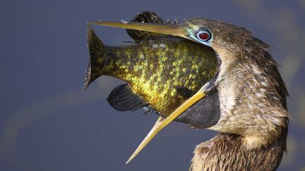 C'est ce qu'on appelle "avoir les yeux plus gros que le ventre". Quand un Anhinga d'Am&eacute;rique d&eacute;cide de gober un gros poisson dans un parc national de Floride (Etats-Unis), le 23 avril 2012. (PARILLA / CATERS NEWS AGENCY / SIPA)