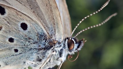 Un papillon bleu de la famille des lyc&eacute;nid&eacute;s, semblable &agrave; ceux qui&nbsp;ont souffert de mutations &agrave; cause de la radioactivit&eacute; apr&egrave;s la catastrophe de Fukushima (Japon). (BLANCHOT PHILIPPE / HEMIS.FR / AFP)