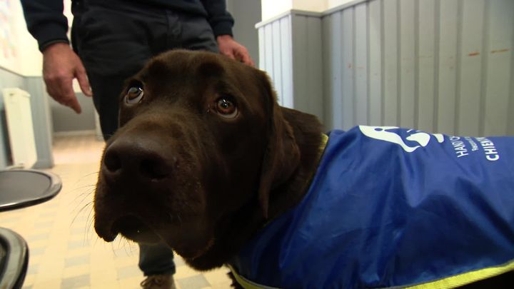 Ragnar, labrador de deux ans est la nouvelle mascotte du commissariat de Béziers (France 3)