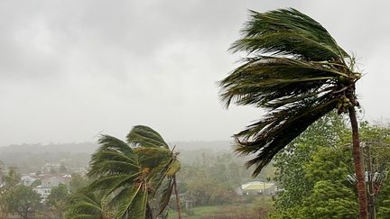 Des palmiers soufflés par le cyclone Chido à Pemba (Mozambique), le 15 décembre 2024. (GUY TAYLOR / UNICEF / AFP)