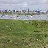 Les rives du Ter à Larmor-Plage (Morbihan), envahies par les algues vertes, le 5 juin 2021. (FRANCOIS DESTOC / MAXPPP)