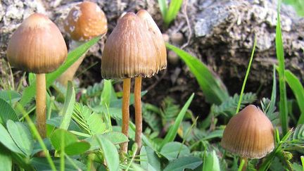 États-Unis : des champignons hallucinogènes légaux contre la dépression (Cr&eacute;dits Photo : &copy; Wikicommons / Mushroom Observer)