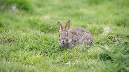 Sur l'&icirc;le de Canna, les lapins sont accus&eacute;s de provoquer des glissements de terrain. (ROBERT HENNO / BIOSPHOTO / AFP)