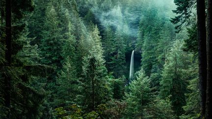 La forêt de l'Oregon, aux Etats-Unis, le 21 septembre 2013. (BRIAN BONHAM / 500PX PRIME / GETTY)